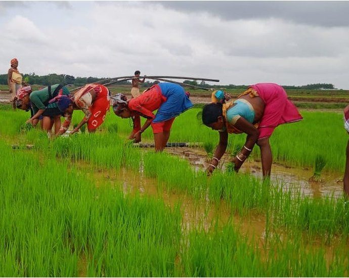 Back to the future for India’s rice farmers