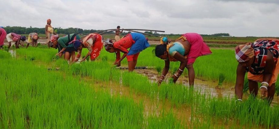 Back to the future for India's rice farmers