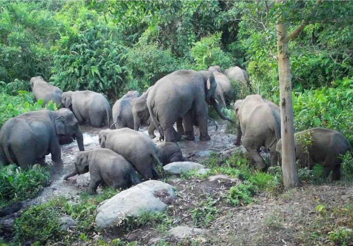 Candid jumbocam: 12 wild elephants bathe in Buri Ram forest