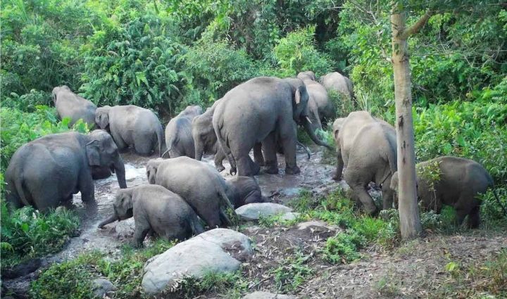 Candid jumbocam: 12 wild elephants bathe in Buri Ram forest