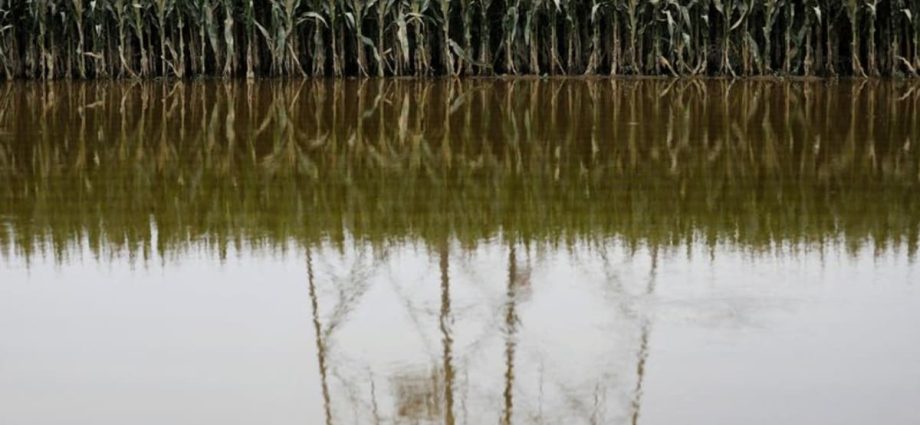 China floods hit rice, corn crops; trigger food inflation worries