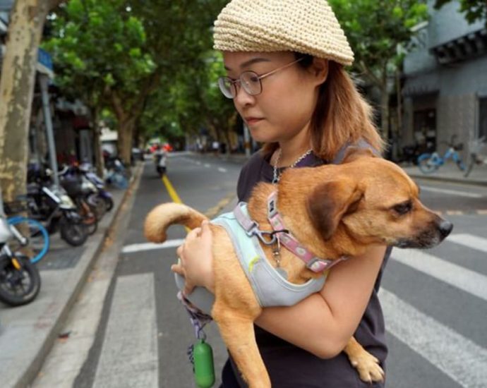 Chinese pet owners gear up their dogs and cats for summer swelter