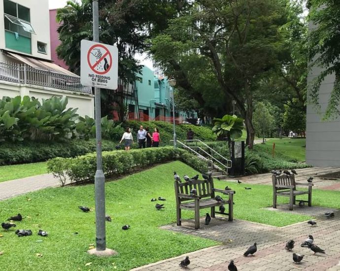 Commentary: Culling isnât the solution to Singaporeâs pesky pigeon problem