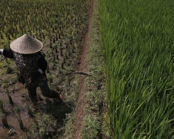 From rice to palm oil, Asian crops output forecast lower as El Nino strengthens