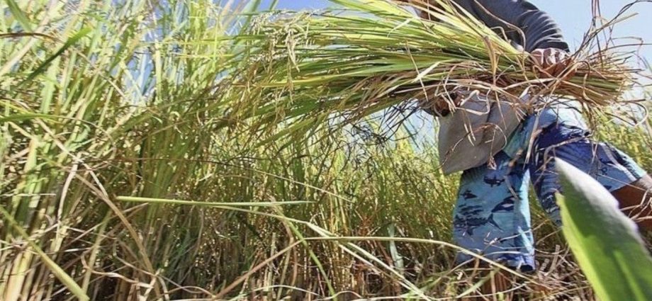 Indiaâs rice export ban could make China a binge buyer