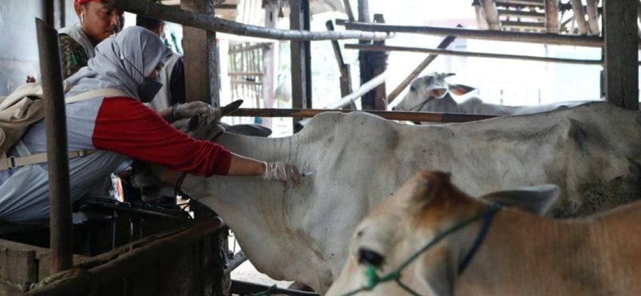Indonesia suspends imports from 4 Australian facilities after skin disease detected in cattle