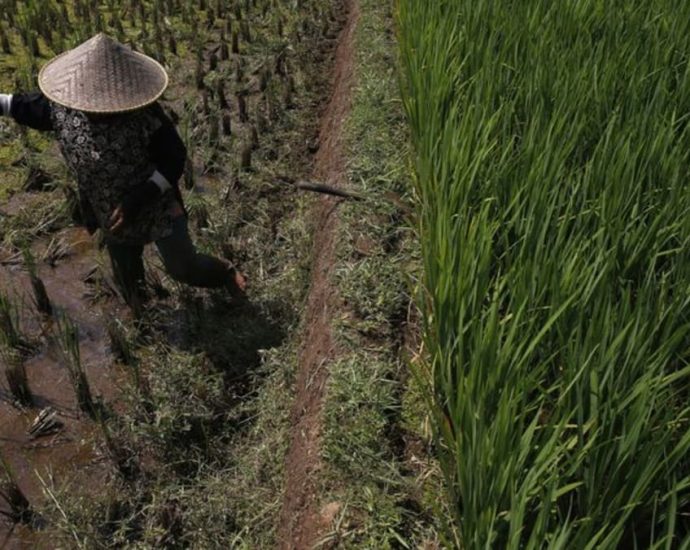 Indonesia to prepare 500,000 hectares for rice crops amid El Nino phenomenon