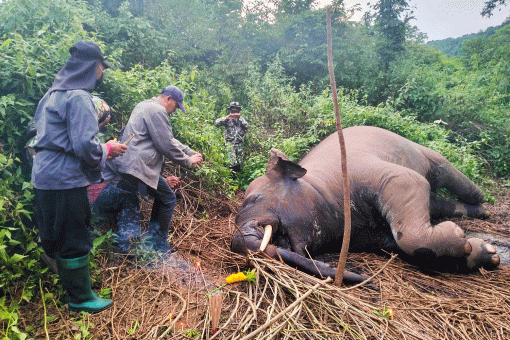 Killer of roaming wild elephant sought