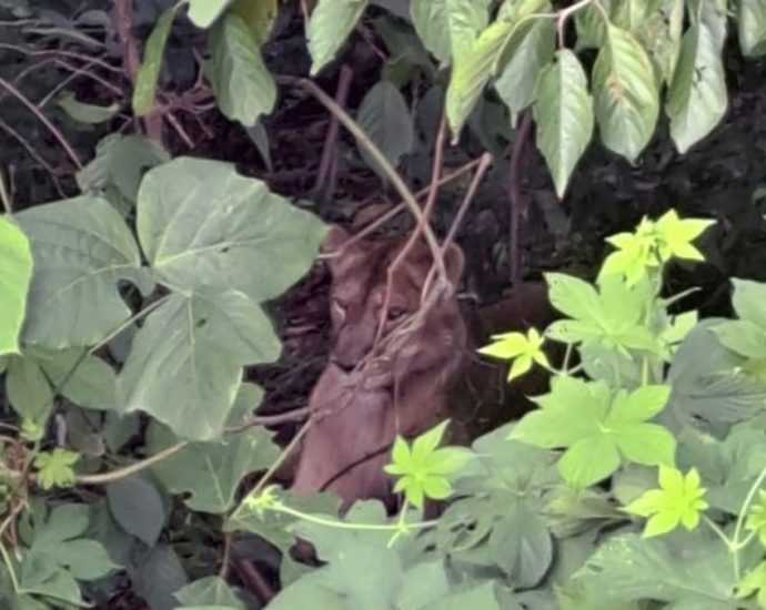 Lion shot dead after escaping from South Korean farm