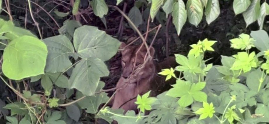 Lion shot dead after escaping from South Korean farm