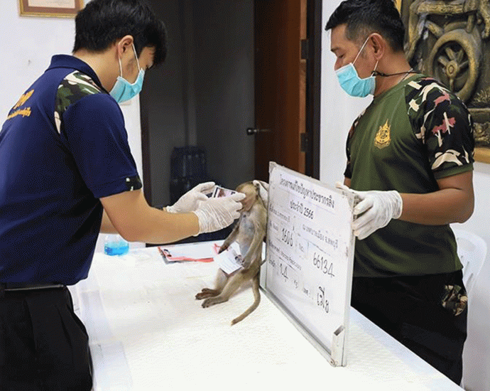 Monkeys sterilised to curb population growth