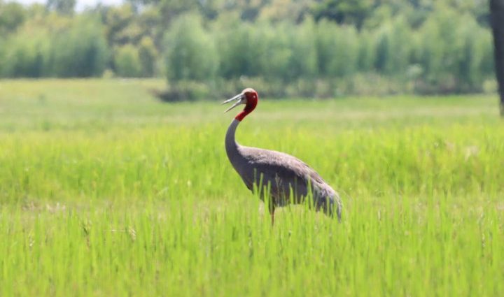 New discovery of Sarus crane eggs