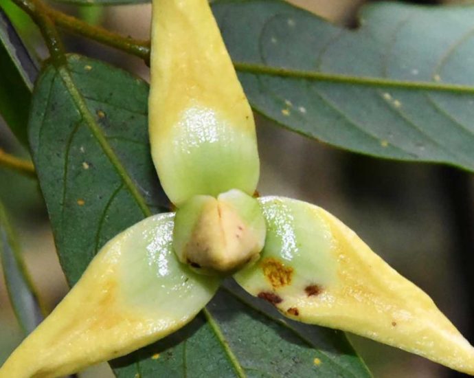 Prince of Songkla University finds 2 new species in custard apple family