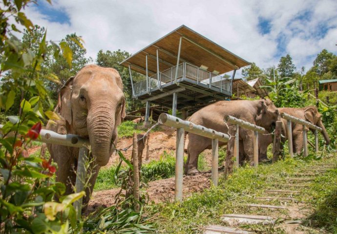 Returning elephants to the wild