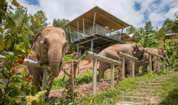 Returning elephants to the wild