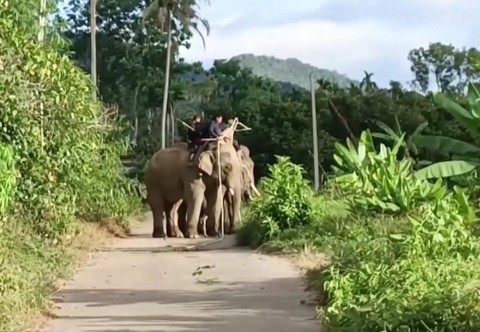 Roaming wild elephant finally caught