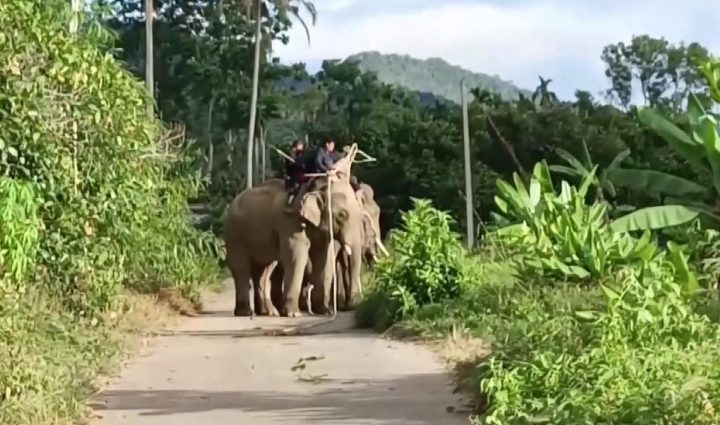 Roaming wild elephant finally caught