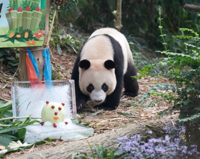 Singapore’s first giant panda cub Le Le to be separated from mum as he turns two