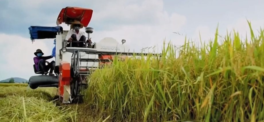 Vietnam rushes to grow more rice as demand soars following Indiaâs export ban