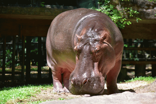 58-year-old hippo to get birthday party