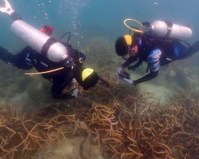 Artificial reef innovation under way