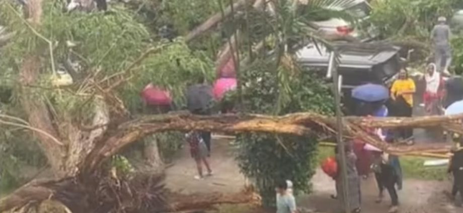 Big tree on City Plaza grounds cut down after toppling on road and crushing vehicles on Sunday