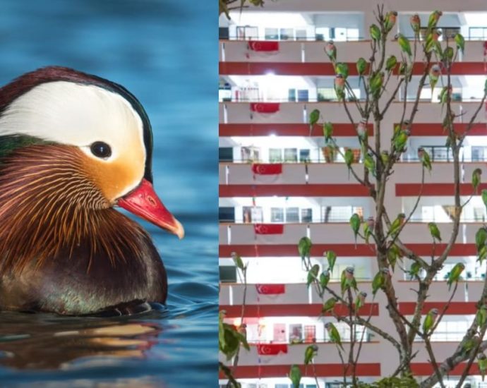 Commentary: Should we be worried about mandarin ducks and parakeets squeezing out Singaporeâs native birds?