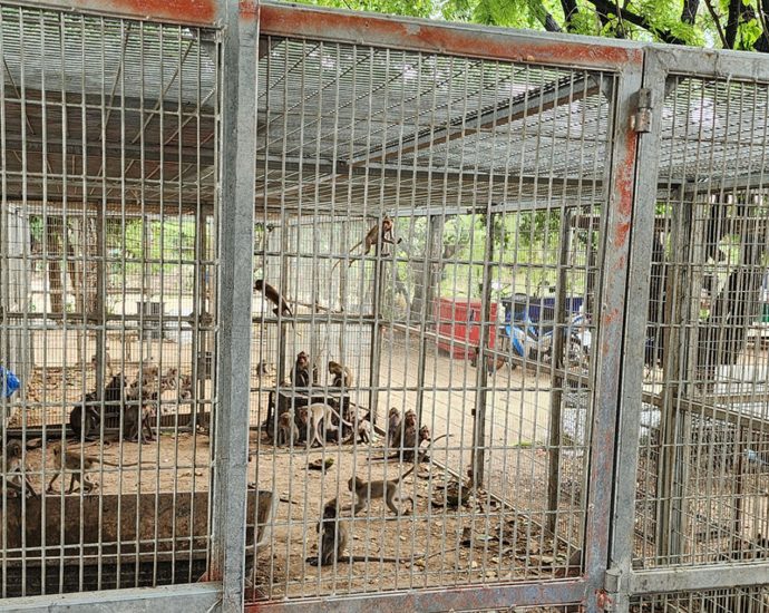 Hua Hin sterilising 300 monkeys