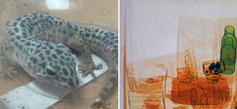 ICA foils smuggling attempt of live leopard gecko at Changi Airfreight Centre