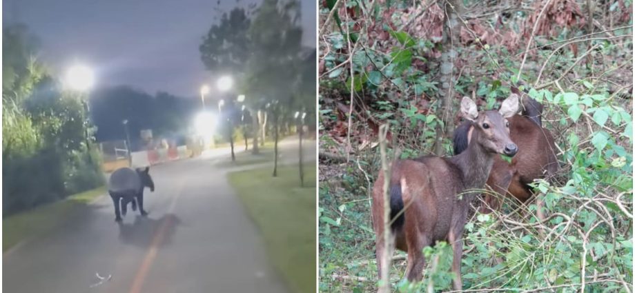 'It's like a thrill': More wildlife sightings in Singapore due to habitat change, people seeking out animals