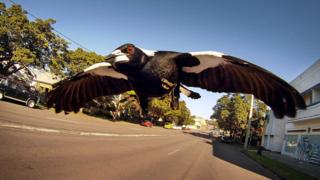 Magpie swooping: How polarising bird terrorises suburban Australia