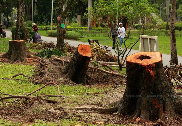 Nonthaburi officials blasted for tree felling