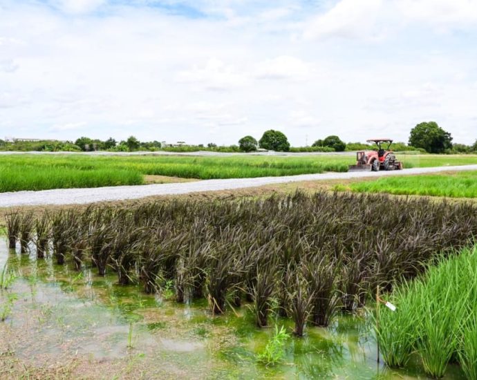 Rice farmers rejoicing but consumers frowning in Thailand amid global price spikes and shortages