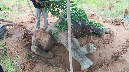 Sick wild elephant dies at plantation in Korat