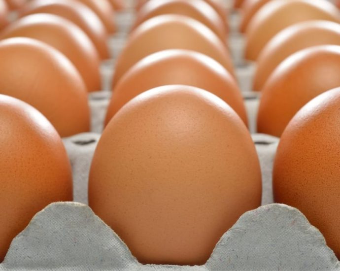 Singapore to start importing eggs from TÃ¼rkiye