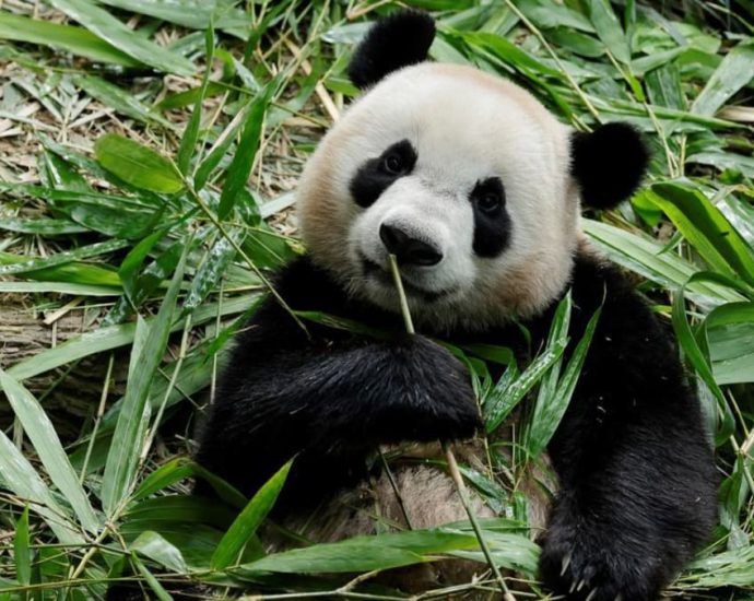 Singapore's first giant panda cub Le Le to leave for China in December