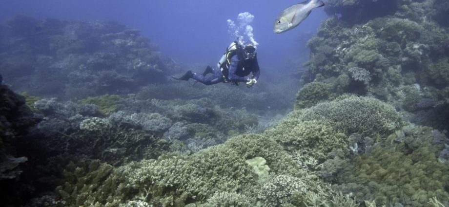Why should we care about restoring coral reefs?