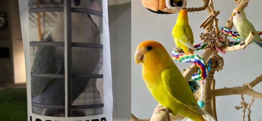 âThey fly while you walkâ: How Singapore’s pet birds are lost and found