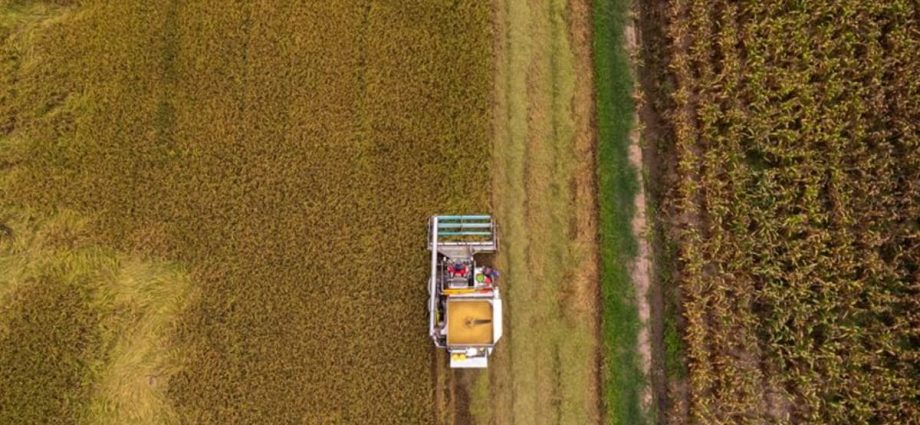 ASEAN nations to prioritise members’ rice needs: Report