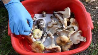 Australia mushroom deaths: Heather Wilkinson remembered