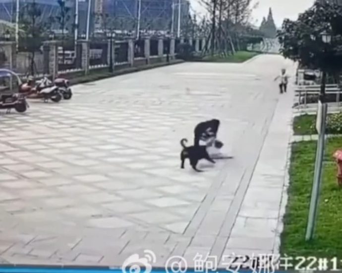 Chinese cities hunt for stray dogs after 2-year-old mauled by off-leash Rottweiler