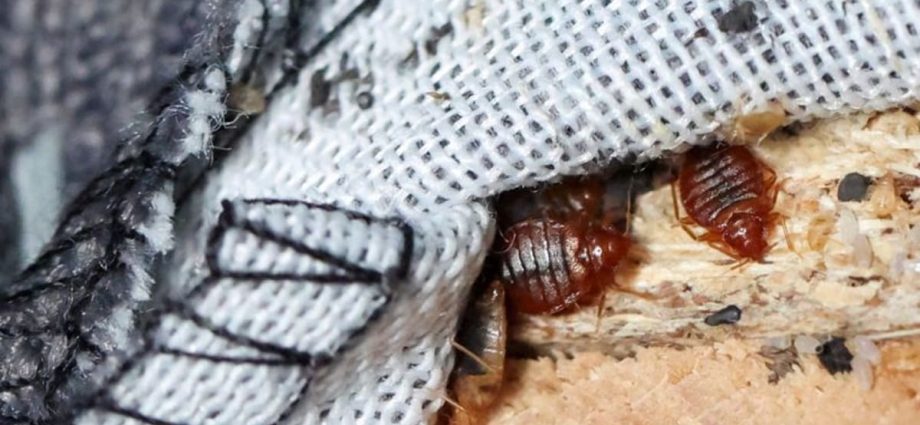 CNA Explains: How to check for bed bugs when you travel â and avoid bringing them home