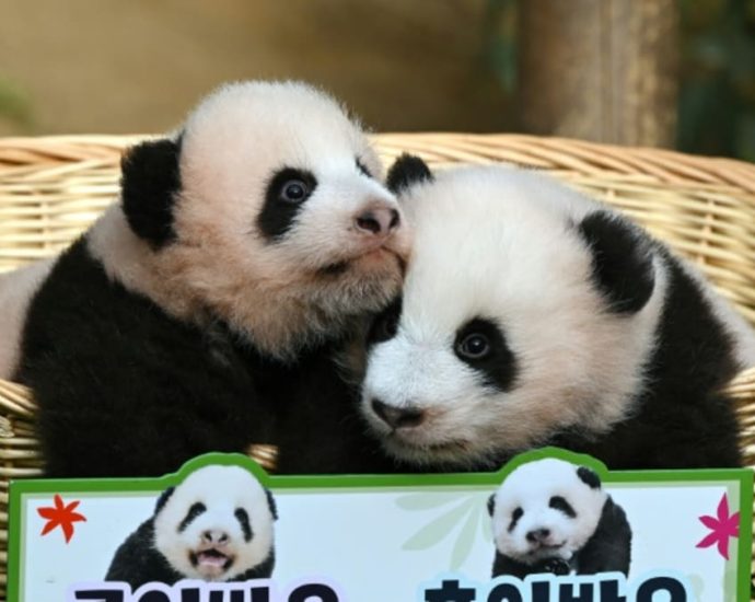 'Cuter in real life': South Korea names its twin panda 'treasures'