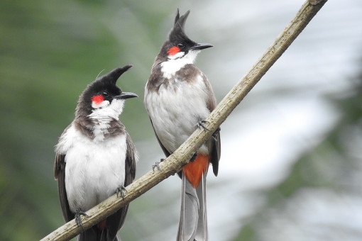 DNP to protect rare bird by easing breeder registration