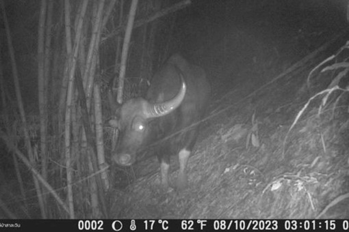 First gaur in 37 years seen in Mae Hong Son sanctuary