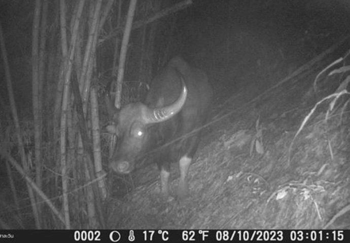 First gaur seen in Mae Hong Son sanctuary in 37 years