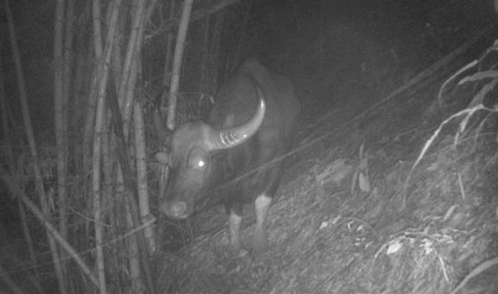 First gaur seen in Mae Hong Son sanctuary in 37 years