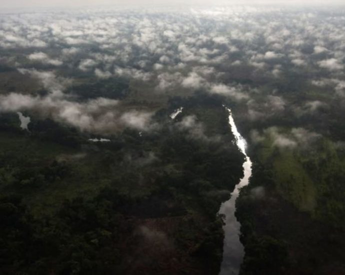 Global Witness names Chinese firm for illegal logging in DR Congo
