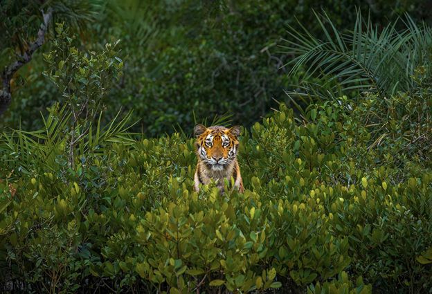 Mangrove forests: Steely gaze of young tigress wins photo awards