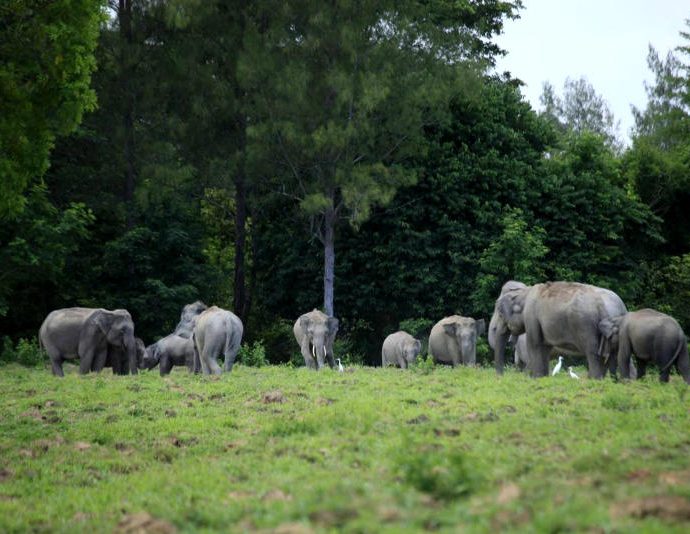 Network calls for legislation to solve problem with wild elephants